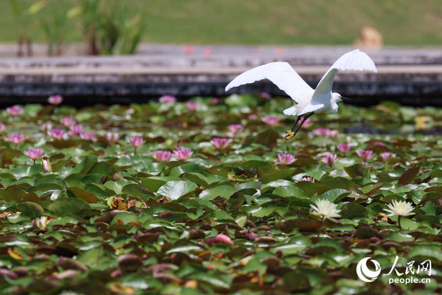 彩蓮滿塘鷺鳥飛。人民網(wǎng)記者 陳博攝