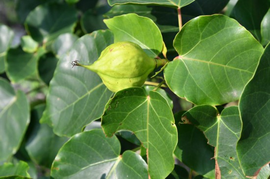 圖為石山油桐。（廣西壯族自治區(qū)中醫(yī)藥研究院供圖）