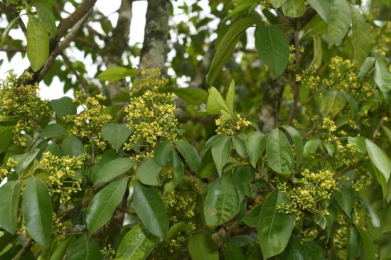 圖為廣西割舌樹(shù)。（廣西壯族自治區(qū)中醫(yī)藥研究院供圖）