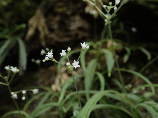 圖為線葉度量草。（廣西壯族自治區(qū)中醫(yī)藥研究院供圖）