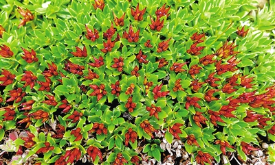 青藏墊柳。資料圖片