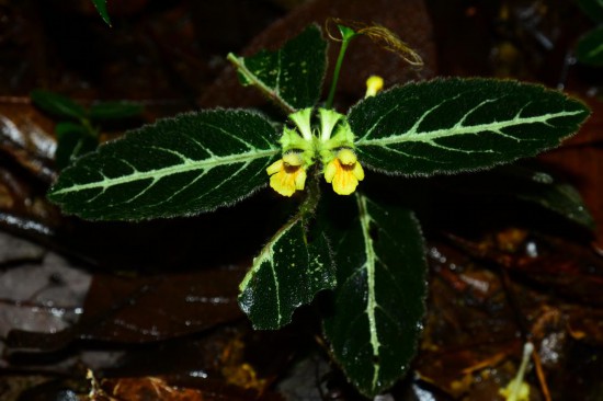 圖為美脈假糙蘇。（廣西壯族自治區(qū)中醫(yī)藥研究院供圖）