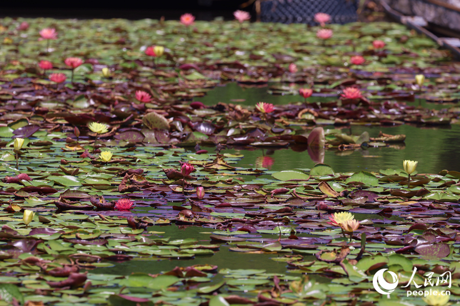藏在繁花深處的3朵雙色睡蓮。人民網(wǎng)記者 陳博攝