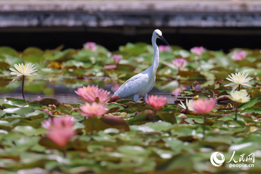 白鷺在睡蓮盛開的池塘中流連。人民網(wǎng)記者 陳博攝
