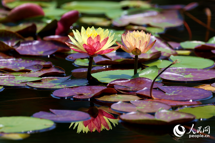 雙色睡蓮與翠綠的蓮葉、清澈的池水相映成畫。人民網(wǎng)記者 陳博攝