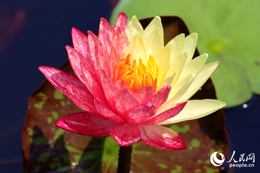 廈門海灣公園中，雙色睡蓮嬌艷欲滴。人民網(wǎng)記者 陳博攝