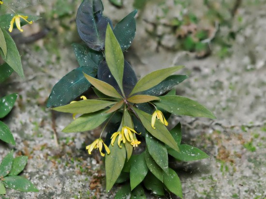 圖為洞生香草。（廣西壯族自治區(qū)中醫(yī)藥研究院供圖）