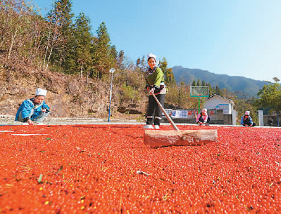 貴州省黔東南苗族侗族自治州榕江縣依托豐富的森林資源，大力發(fā)展林下草珊瑚中藥材種植等林下經(jīng)濟(jì)，實(shí)現(xiàn)農(nóng)民增收、林業(yè)增效。圖為榕江縣興華水族鄉(xiāng)星月村草珊瑚種植基地內(nèi)，村民在采收、晾曬草珊瑚果。 周光勝攝（人民視覺）